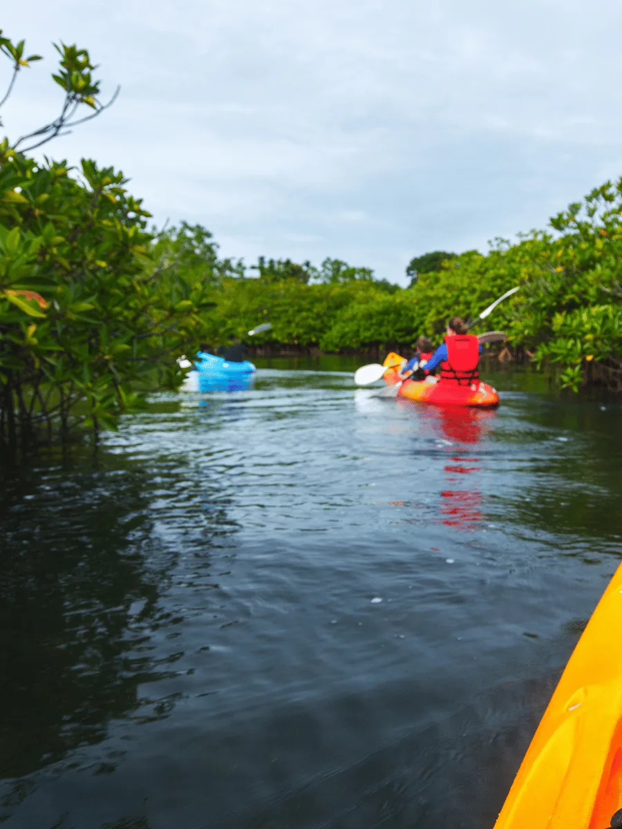 Mangrove kayaking in Andaman